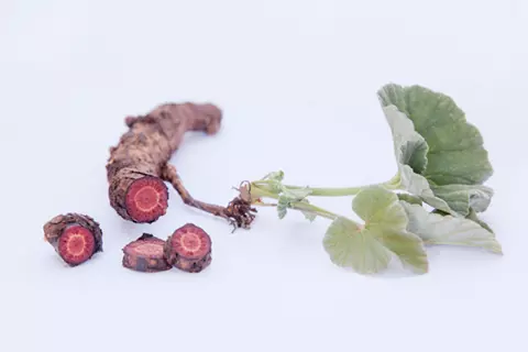 Plant en wortel van de Pelargonium sidoides